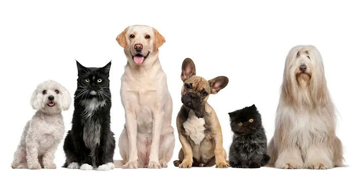 Affordable Animal Hospital Whittier Picture 10