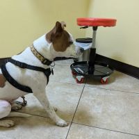 Harbor Pines Veterinary Center ico