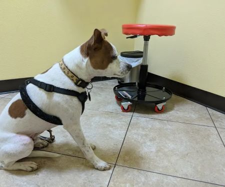 Harbor Pines Veterinary Center