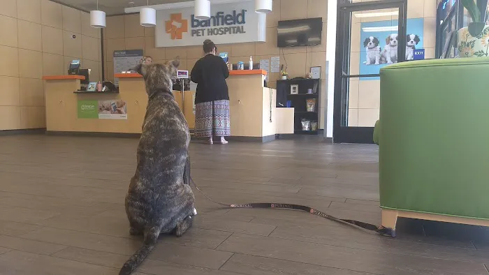 Banfield Pet Hospital Picture 3