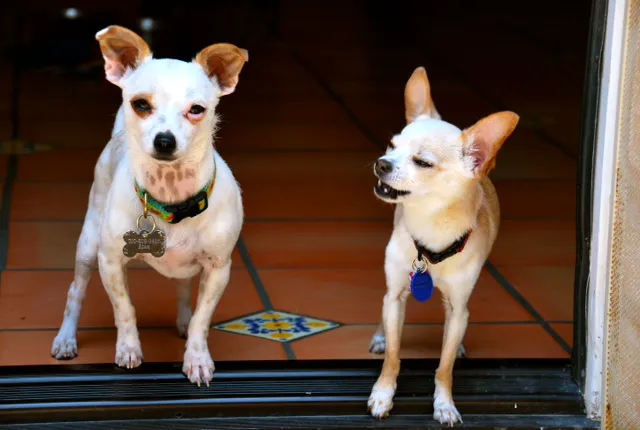 All Pets Veterinary Hospital Picture 2