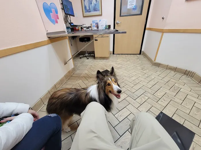 All Pets Veterinary Hospital Picture 7