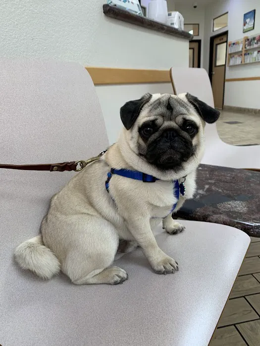 All Pets Veterinary Hospital Picture 10