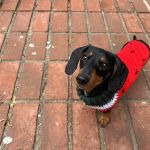 Animal Hospital of South Bay - Rolling Hills