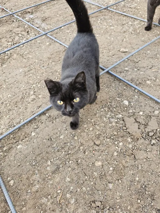 CAMP Clinic San Pedro (spay/neuter) Picture 6
