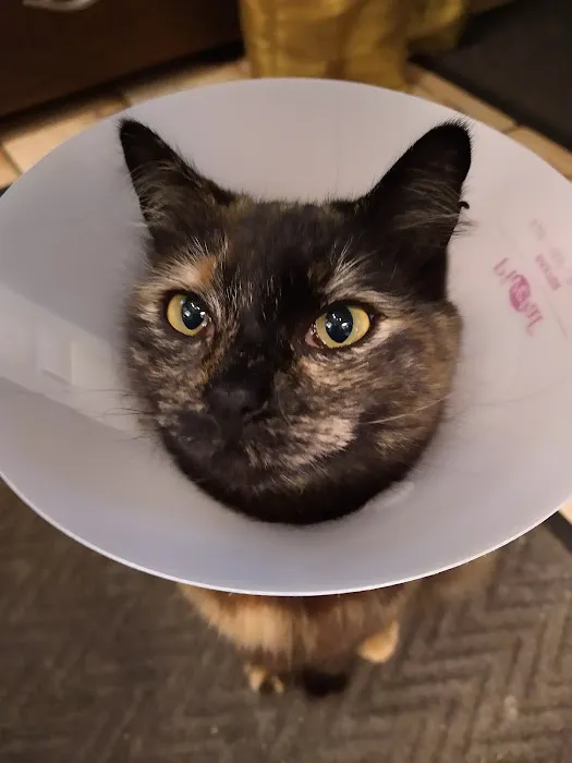 CAMP Clinic San Pedro (spay/neuter) Picture 7