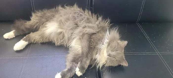Best Friends Pet Hospital Picture 3