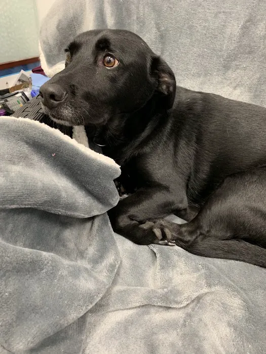 Best Friends Pet Hospital Picture 8
