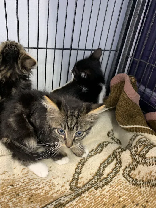 Best Friends Pet Hospital Picture 10