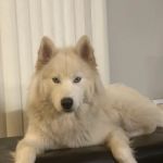 Banfield Pet Hospital