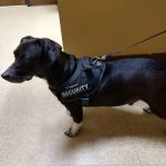 Banfield Pet Hospital