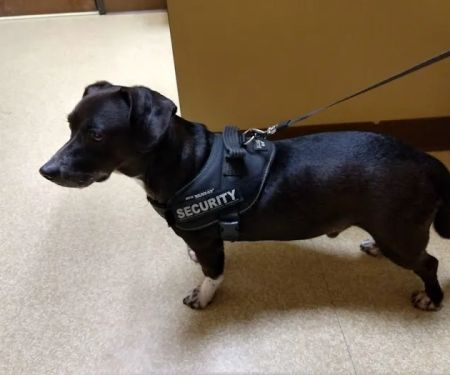 Banfield Pet Hospital
