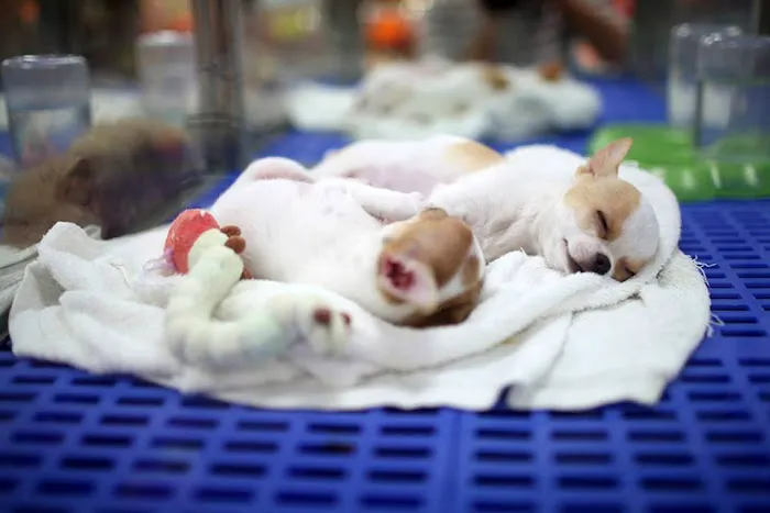 Banfield Pet Hospital Picture 7