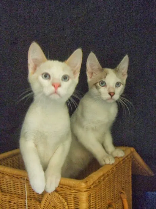 Monrovia Animal Medical Center Picture 1