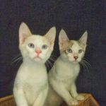 Monrovia Animal Medical Center