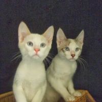 Monrovia Animal Medical Center ico