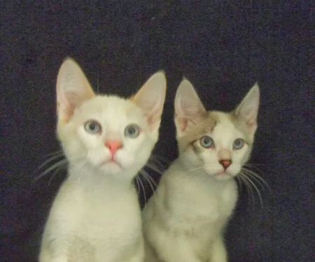 Monrovia Animal Medical Center