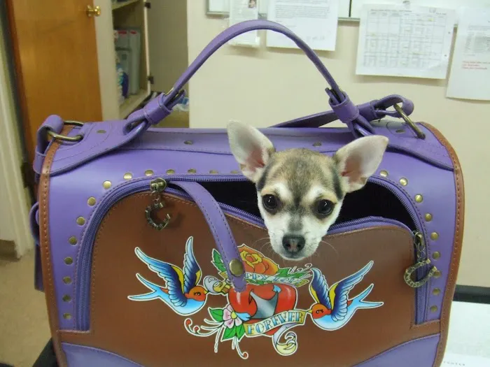 Monrovia Animal Medical Center Picture 7