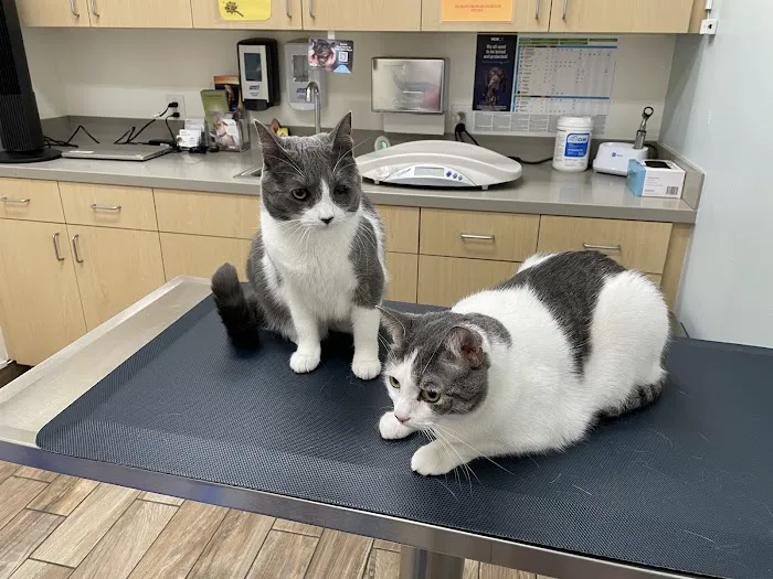 VCA Santa Anita Animal Hospital Picture 2