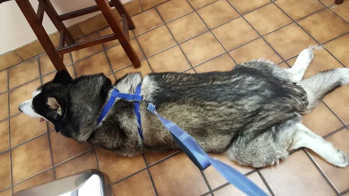 VCA Santa Anita Animal Hospital Picture 1