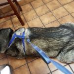 VCA Santa Anita Animal Hospital