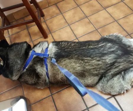 VCA Santa Anita Animal Hospital