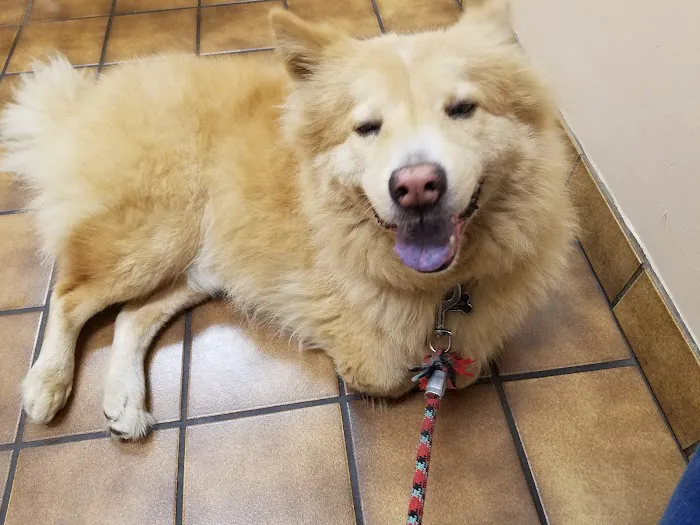 VCA Santa Anita Animal Hospital Picture 3