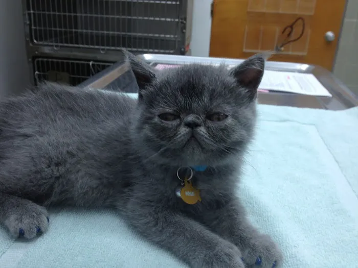 VCA Santa Anita Animal Hospital Picture 5