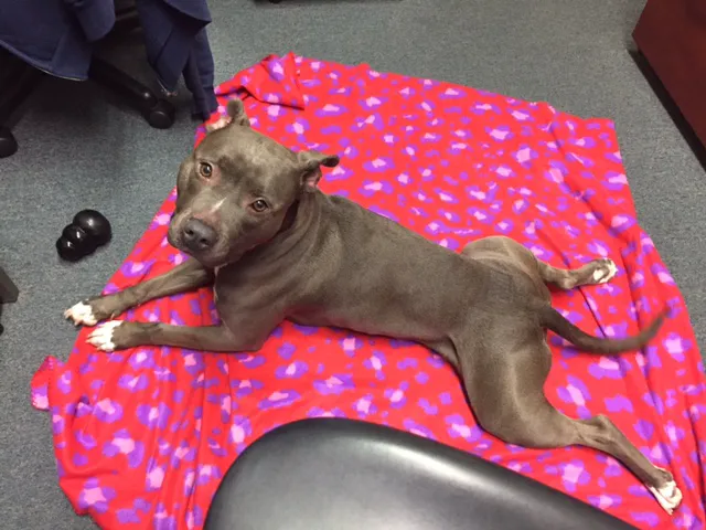 VCA Santa Anita Animal Hospital Picture 9