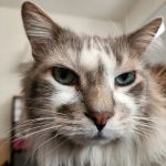 VCA Community Companion Animal Hospital