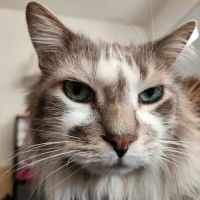 VCA Community Companion Animal Hospital ico