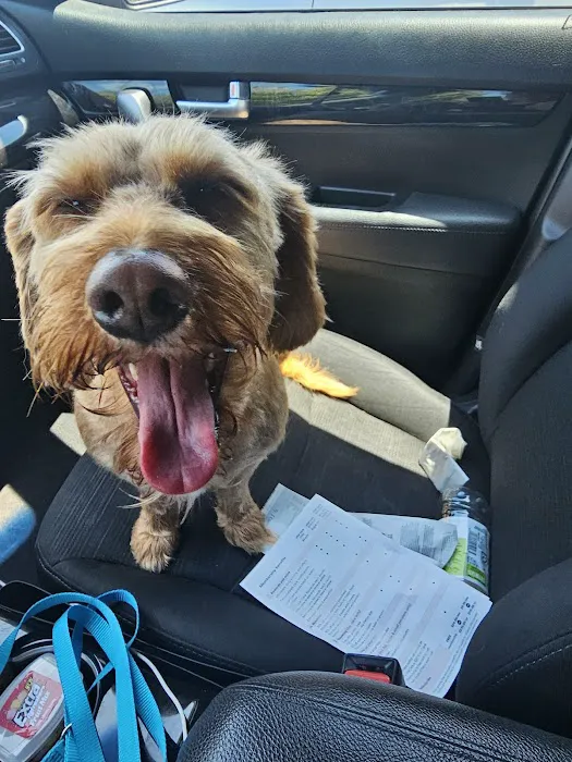 VCA Community Companion Animal Hospital Picture 4