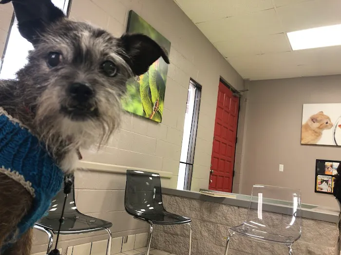 VCA Community Companion Animal Hospital Picture 6