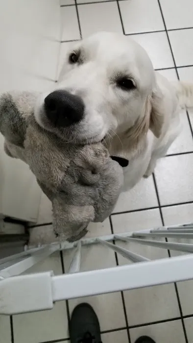 VCA Community Companion Animal Hospital Picture 9