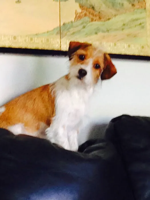 VCA Community Companion Animal Hospital Picture 8