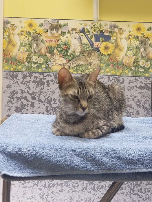 Temple City Animal Hospital Picture 3