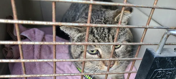 Rosemead Animal Hospital Picture 2