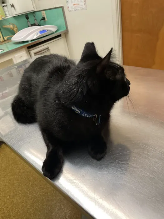 Rosemead Animal Hospital Picture 1