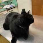 Rosemead Animal Hospital