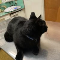 Rosemead Animal Hospital ico