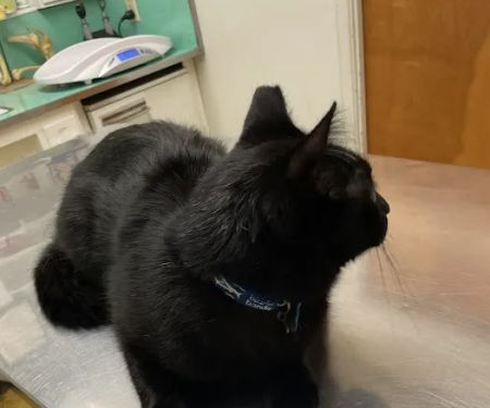 Rosemead Animal Hospital