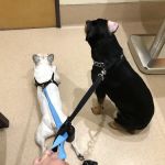 Pet Care Animal Hospital