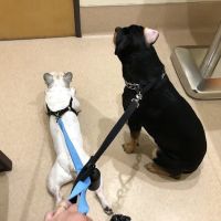 Pet Care Animal Hospital ico