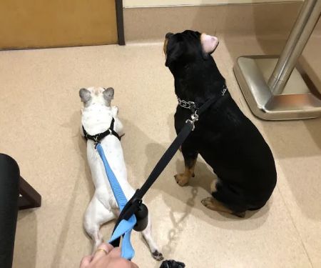 Pet Care Animal Hospital