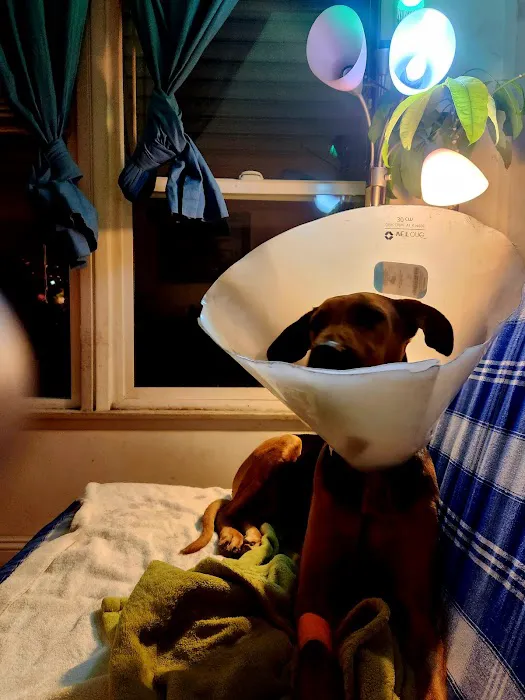 Pet Care Animal Hospital Picture 4