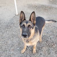 Sears Veterinary Hospital ico