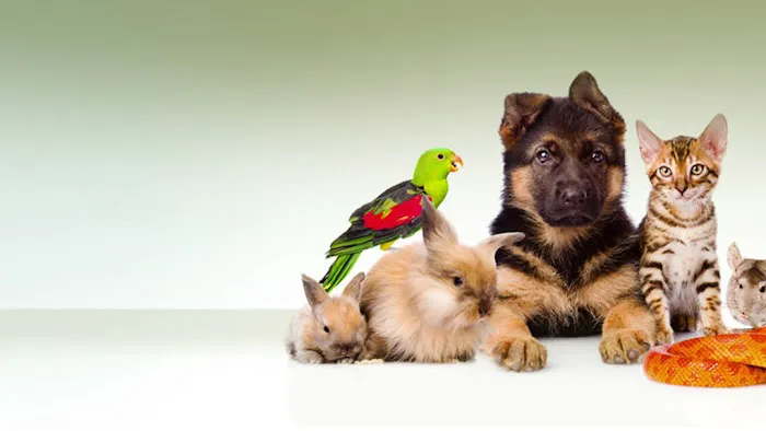 Southeast Pet Hospital Picture 7