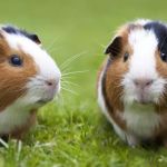 VetCheck Animal Hospital