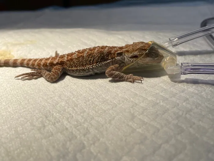 VetCheck Animal Hospital Picture 6