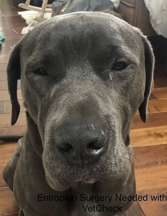 VetCheck Animal Hospital Picture 7